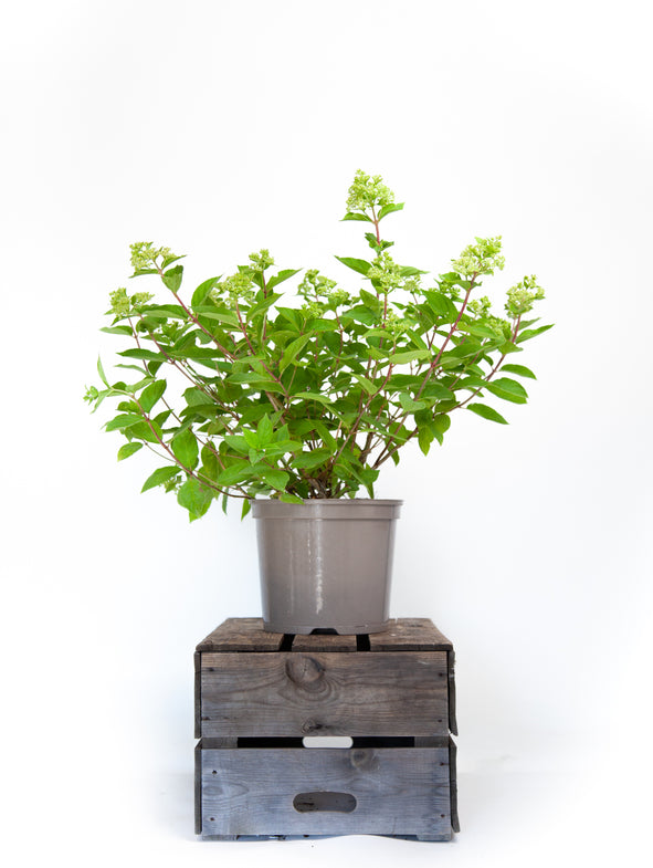 Hydrangea Limelight produces white flowers.